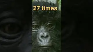 how much gorilla can bench press? #youtube #viral #fitness #shorts #shortvideo