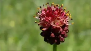Grote pimpernel (Sanguisorba officinalis) - 2016-06-04