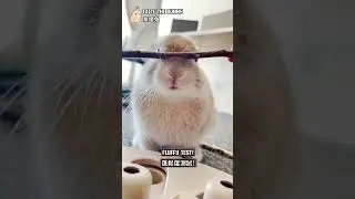 Fluffy test!
