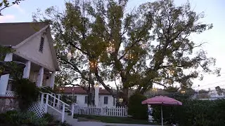 The Chandelier Tree in Los Angeles