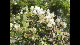 Garden Answer: Fothergilla Major   Large Fothergilla