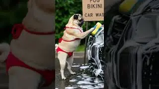 Bikini car wash pug #pug #carwash