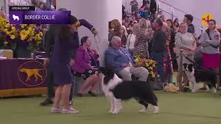 Border Collies | Breed Judging 2026