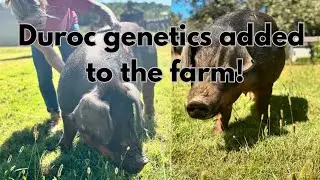 The holy grail of duroc bloodline