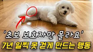 매일 산책하지 마세요. '이거' 모르면 무릎 다 망가집니다 (슬개골 탈구 예방 졸업)