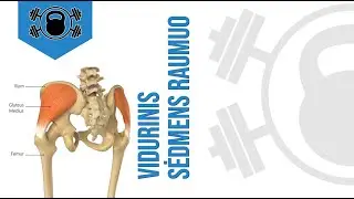 Vidurinis Sėdmens Raumuo