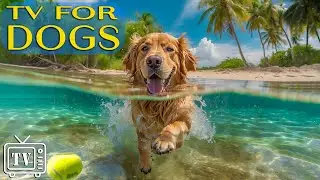 Dog TV: Ultimate Dog Relaxation and Fast-Break boredom Videos & Anxiety with Calming Music For Dogs