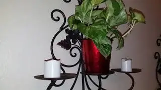 Pothos Plant Varieties- How to Beautify, Style and Design With Them