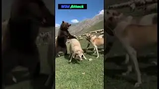 Bear attacks goats &mdash; Kangals defend.  #wildlife #kangal #animals