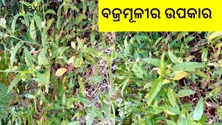 ବଜ୍ରମୂଳୀର ଔଷଧିୟ ପ୍ରୟୋଗ | ସ୍ନାୟବିକ ଦୁର୍ବଳତା |  Country Mallow Benefits | Das Ayurvedic Herbal plant