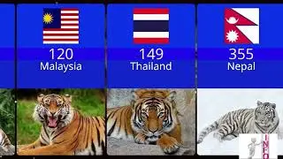 Number of TIGERS by Country