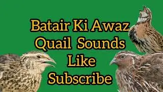 The Quail Best Voice Off Night Hunting Sounds 