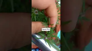 Portulaca Cross ❌️ Pollination  #youtubeshorts #trending @SajanaRai-OfficialChannel 🥰🥰
