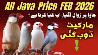 All java Price Feb 2026  | java sparrow price update | java finch market price