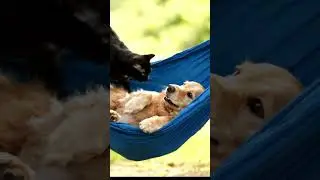 Cat & Dog Hammock Olympics: Suspicious Snuggles and Gravity Fails