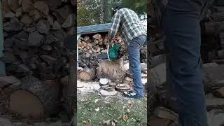 1959 Terry Green Homelite BUZ chainsaw cutting a few pine logs