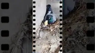 Look what this chick is doing #chicken #pigeon #baby #mother #chicks #shorts