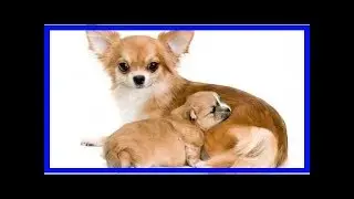 Dog pregnancy - week by week