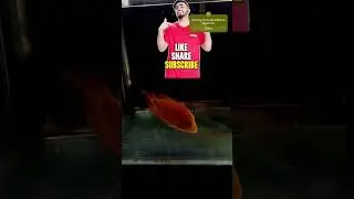 Red Devil Fish #song #music #love #arijitsingh #bollywood #trending #viral #fish #youtubeshorts