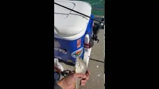 Atlantic Croaker