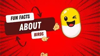 Wild Bird Facts Explained