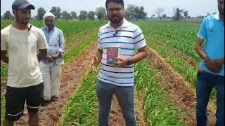 Tupro: The Ultimate Weed Control for Maize Crop #corn #farming #aasankheti