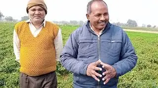 modicare active 80 और max का इस्तेमाल कर मिर्च की फसल में शानदार रिजल्ट