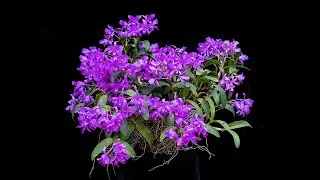 2023-4 April St. Augustine Orchid Society's Virtual Show Table