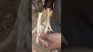 kamalia breed