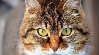 20 Popular, Loyal, And Adorable Types of Pet Cats