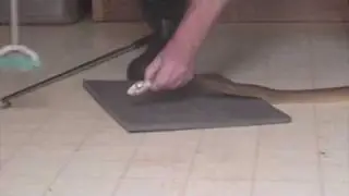 World's Most Dangerous Snake Coastal Taipan (Oxyuranus s. scutellatus) venom extraction at KRZ