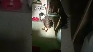 duck daily routine #duck #furbaby #animals #shortvideo #shorts #animalshorts #viralshort #enjoy