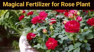 Rose Plant Care In winter| How to use tea as fertilizer|organic fertilizer!