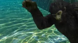 Bigfoot at the pool