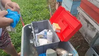 Albine, tratament cu acid formic. 8.07.2023