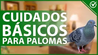 🕊 &iquest;C&oacute;mo es tener una PALOMA de MASCOTA? - Cuidados b&aacute;sicos y caracter&iacute;sticas 🕊