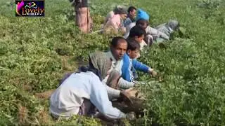 Potato Production in Bangladesh !! Potato Cultivation !! Lovely world !! HD