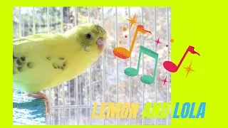 Parakeets CHIRPING to help LONELY Budgie//Parakeets OVER 2 hours