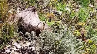 Swiftcurrent Trail Hike, Glacier National Park -  Part 2