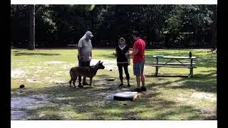 Now on Patreon -Theories On Harsh Consequences | Dog Training
