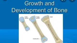 Development of bone in Hindi //Bone cells //ossification //its type by Khushi Srivastava  #bone