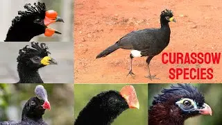 All Curassow Birds Species/ types of Curassow birds