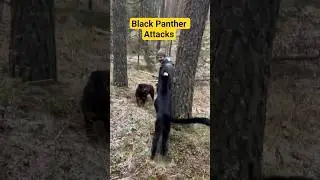 Jaguar Attacks Man 🐆 #shorts