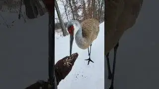 Feeding the wild birds in a cold weather 