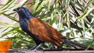 Greater Coucal (Centropus sinensis)