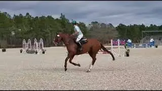 Zenith Titan | Beginner Novice Show Jumping | Stable View HT | Jan 2021