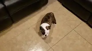 WOW look at these English Bulldog puppys