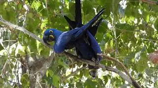 Hyacinth Macaw mating behavior in Pantanal - Brazil,  jul 2023