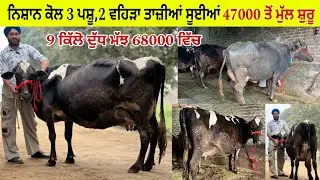 ਨਿਸ਼ਾਨ ਰਸੂਲਪੁਰ ਕੋਲ 2 ਵਹਿੜਾ ਇਕ ਮੱਝ ਜਾਇਜ਼ ਛੋਟੇ ਛੋਟੇ ਮੁੱਲ/ ਪਿੰਡ ਰਸੂਲਪੁਰ/ ਤਰਨਤਾਰਨ 