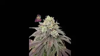 Sin City Seeds  Sewer Fruit